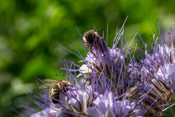 abeille butinant une fleur de phacélie