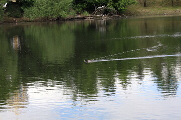 drake swims in the river, summer city atmosphere 
