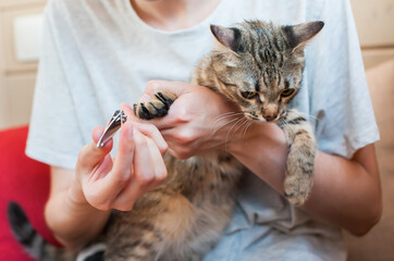 The girl cuts the claws of a cat at home close-up. Pet care. Defocus