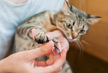The girl cuts the claws of a cat at home close-up. Pet care. Defocus