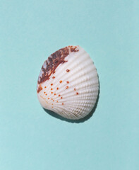 Marine Seashell on the blue background close up macro