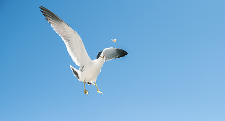 Seagulls catch pieces of food in flight.