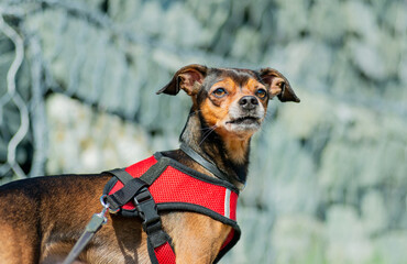 Miniature pinscher dog on a walk. Selective focus.