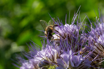 abeille butinant une fleur de phac&eacute;lie