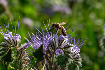 abeille butinant une fleur de phac&eacute;lie