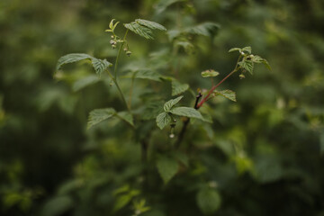 Natural green leaves as summer background cover page environment ecology or greenery wallpaper