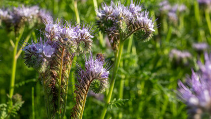 abeille butinant une fleur de phac&eacute;lie