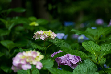 雨の日の紫陽花の花　6月