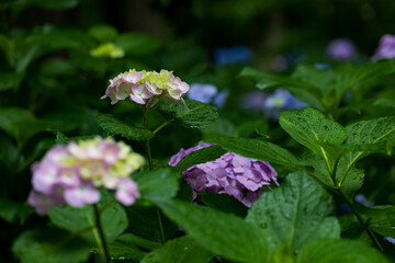 雨の日の紫陽花の花　6月