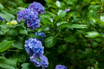 雨の日の紫陽花の花　6月