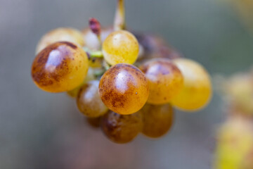 close up of grapes on a branch