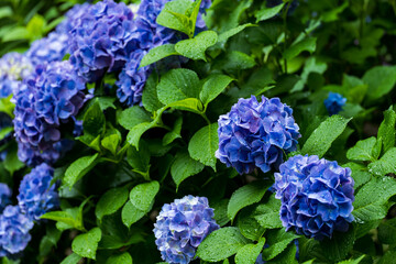 Fototapeta premium 雨の日の紫陽花の花 6月