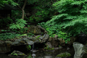 雨の日の日本庭園　6月　六義園