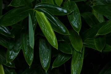 雨に濡れる庭園の笹の葉
