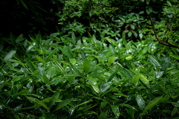 Fototapeta na wymiar 雨に濡れる庭園の笹の葉