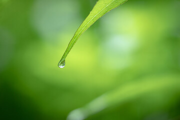 葉の先の雫　雨の日の風景