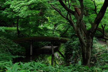 雨の日の日本庭園　6月　六義園