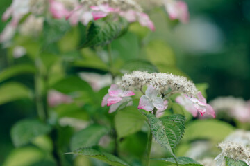雨の日の紫陽花の花　6月