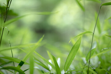 雨に濡れる初夏の笹の葉　6月