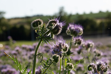 Phac&eacute;lie &agrave; feuille de tanaisie, dans son champs, en fin d'une belle journ&eacute;e ensoleill&eacute;