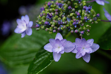 雨の日の紫陽花の花　6月