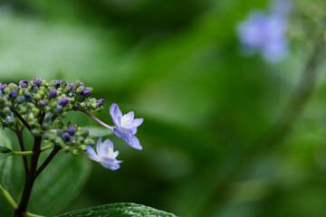 雨の日の紫陽花の花　6月