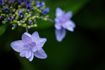 雨の日の紫陽花の花　6月