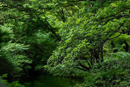 雨の日の日本庭園 6月 六義園 © 正人 竹内