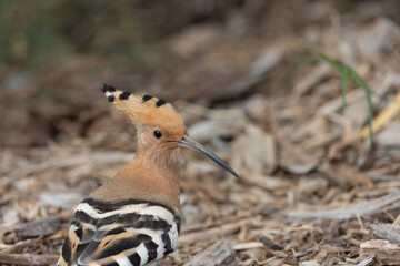 Eurasian hoopoe