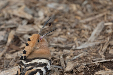 Eurasian hoopoe