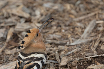 Eurasian hoopoe