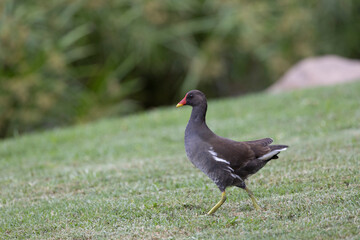 Gallinula chloropus