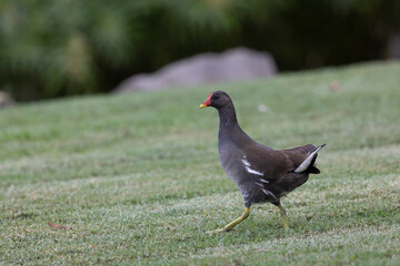 Gallinula chloropus