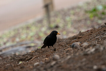 Common blackbird
