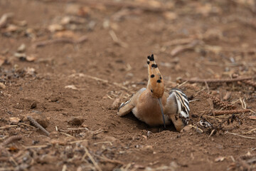 Eurasian hoopoe