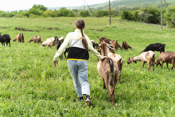 Young girl herds of goats of rare breed against on countryside background