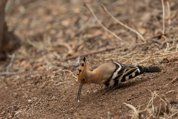 Eurasian hoopoe