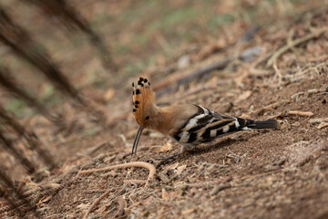 Eurasian hoopoe