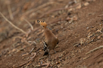 Eurasian hoopoe
