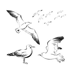 A set of seagulls drawn in black ink, brush texture.