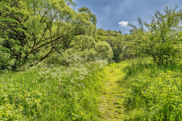 Fototapeta na wymiar Walking path Grejs Valley natural reserve near Vejle, Denmark
