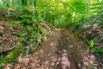 Walking path Grejs Valley natural reserve near Vejle, Denmark