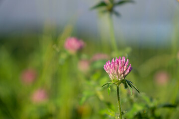ムラサキツメクサの花