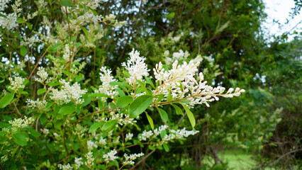 Chinese Privet blooms in springtime, invasive species in the American South - obrazy, fototapety, plakaty