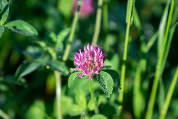 ムラサキツメクサの花
