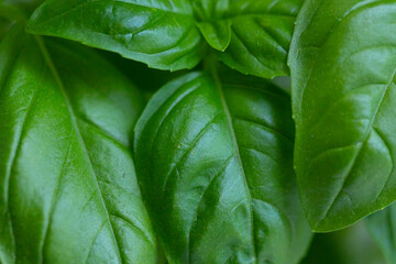 green basil leaf background