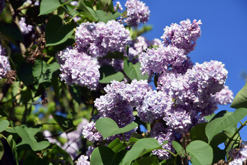 Obraz premium Blooming lilac trees in the garden in Moscow.
