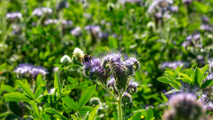 abeille butinant dans une champs de phacélie