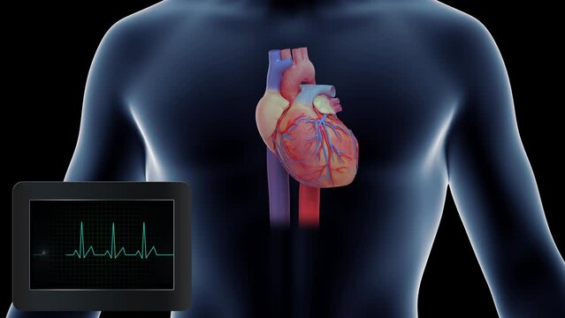 Human Heart Beating, ECG monitor