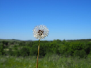 Closed Bud of a dandelion. Dandelion white flowers in green grass. High quality photo